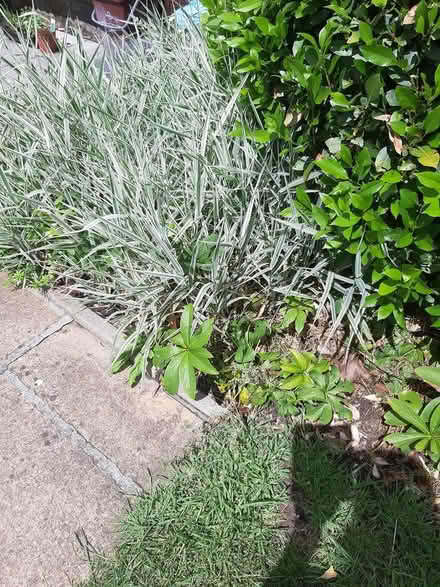 Photo of free Hellebores and variegated grass (Somerton TA11) #1