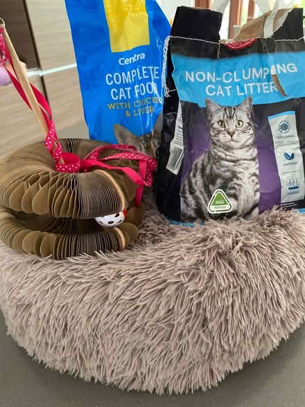 Photo of free Cat stuff (South Dublin) #1