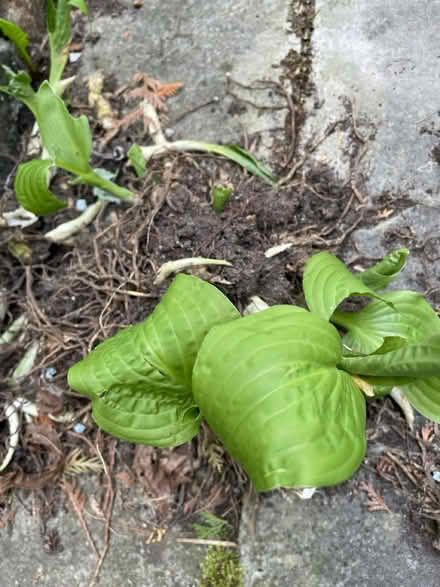 Photo of free Plants (Neyagawa river glen, oakville.) #1