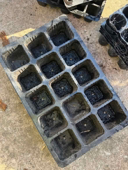 Photo of free X11 various sized seed trays (Grafton, Shrewsbury) #2