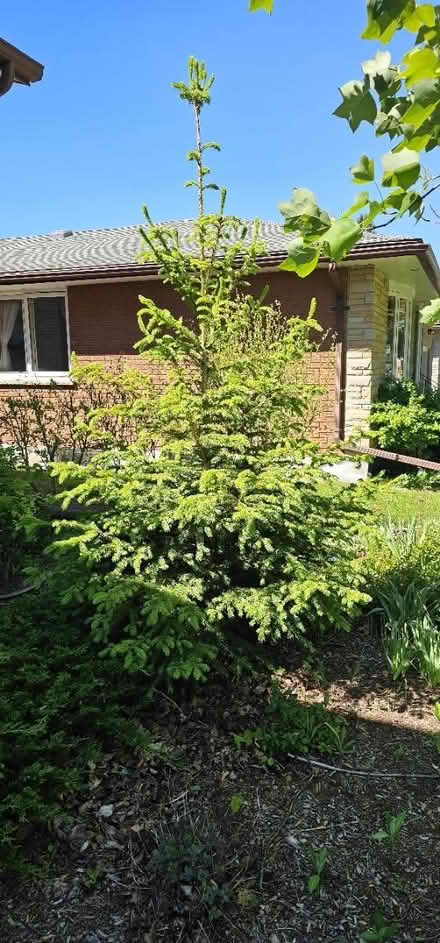 Photo of free Young Pine Tree (Stanley Park Kitchener) #1