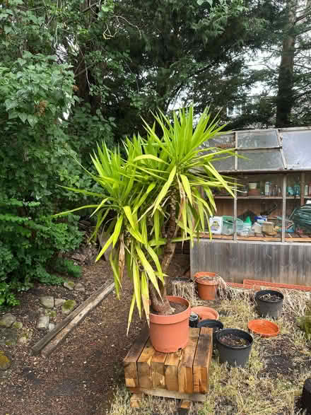 Photo of free 1.8m Yucca Plant in Pot (Westerham TN16) #2