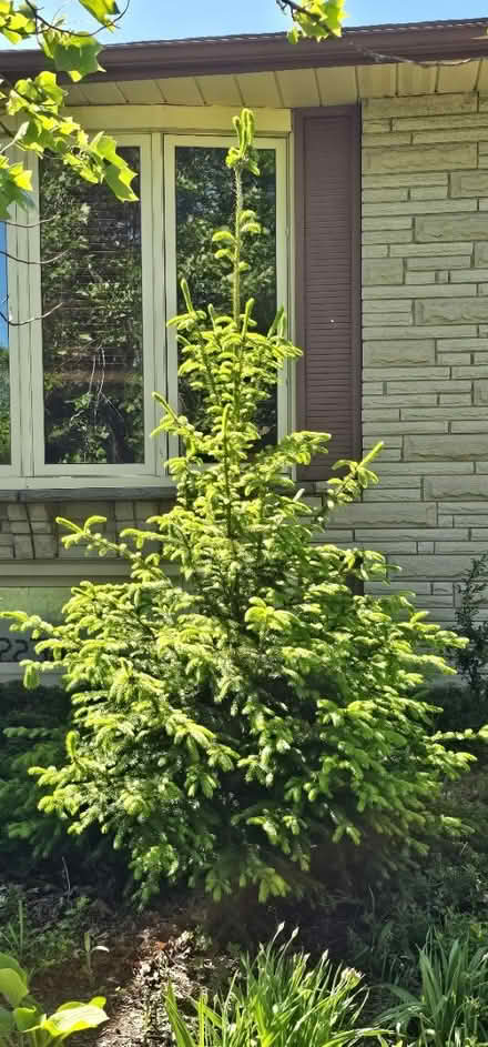 Photo of free Young Pine Tree (Stanley Park Kitchener) #2