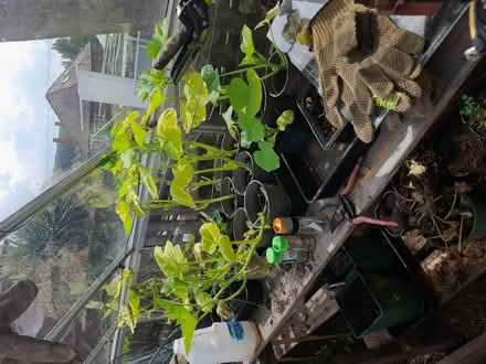 Photo of free Pumpkin plants (S35 oughtibridge) #1