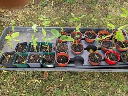 Photo of free Runner bean plants (Bramfield SG14) #1