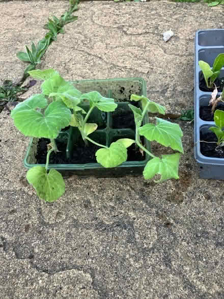 Photo of free Spinach plants/Butternut squash plants. M/head river area (Maidenhead SL6) #2