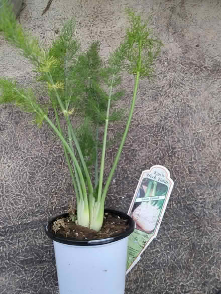 Photo of free Small fennel plant (Clifton, NJ 07014) #1