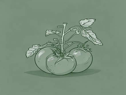 Photo of free Moneymaker tomato plants (Relubbus TR20) #1