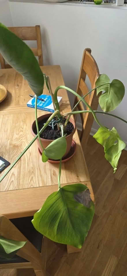 Photo of free Monstera Plant (Horley) #1