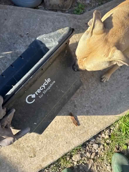 Photo of free One old recycling tub (Grafton, Shrewsbury) #1