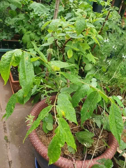 Photo of free Wisteria (Saint Leonards Ward EX2) #1