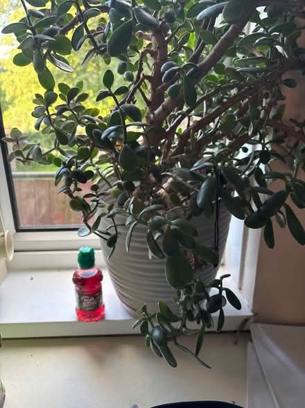 Photo of free Large jade plants x 2 (Kings norton B38) #2