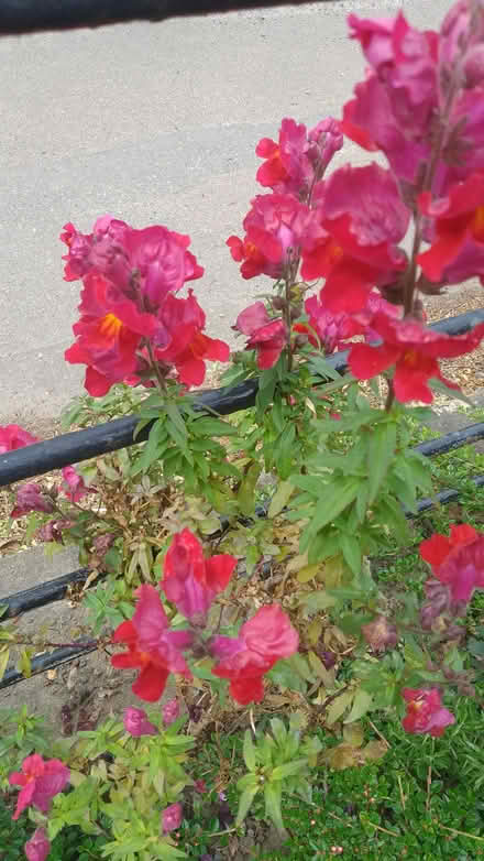 Photo of free Plug plants (Priory Village RH15) #1