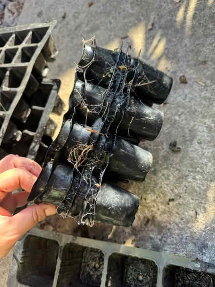 Photo of free X11 various sized seed trays (Grafton, Shrewsbury) #4