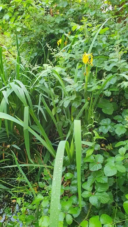 Photo of free Flag Iris (Kidlington OX5) #1