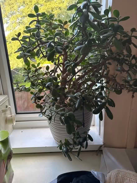 Photo of free Large jade plants x 2 (Kings norton B38) #1