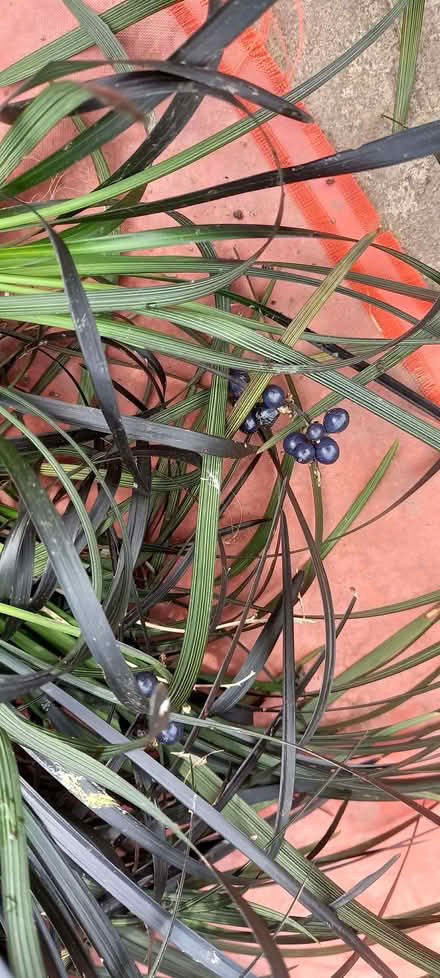Photo of free Plants "Ophiopogon planiscapus" (Gleadless S12) #2