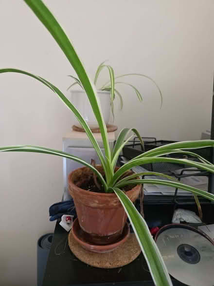 Photo of free Spider plants (Stockwood LU1) #1