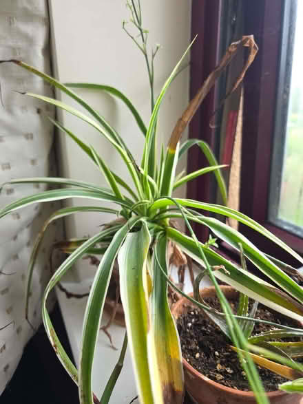 Photo of free Spider plants (Stockwood LU1) #2
