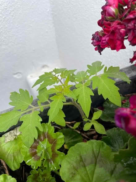 Photo of free Tomato plants maybe 4 (Welling DA16) #2