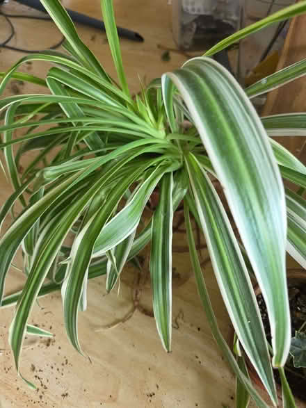 Photo of free Spider plants (Stockwood LU1) #3