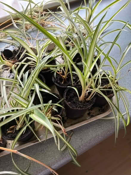 Photo of free Spider plants (CH49) #1