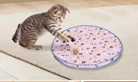 Photo of free Cat items (WF3) #2