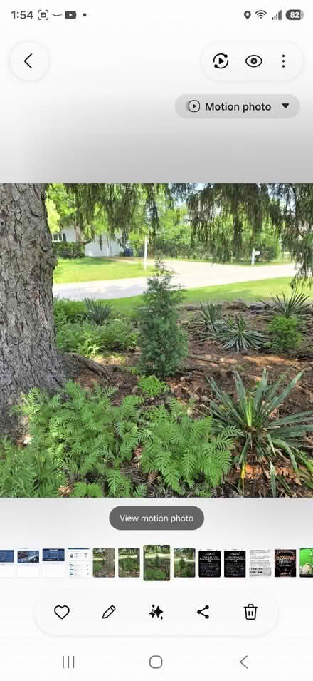Photo of free Pine trees (2) young 4'& 6' (DesPlaines) #2