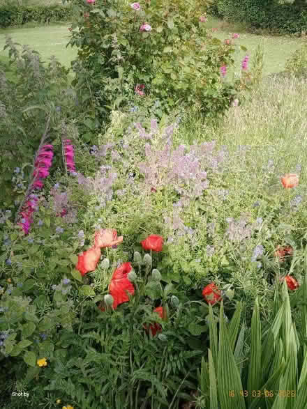 Photo of free Plants, shrubs, flowers and various pots (Ballypollard BT40) #1