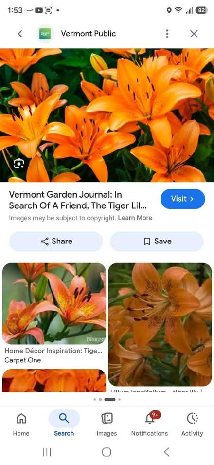 Photo of free Tiger Lillies (DesPlaines) #1
