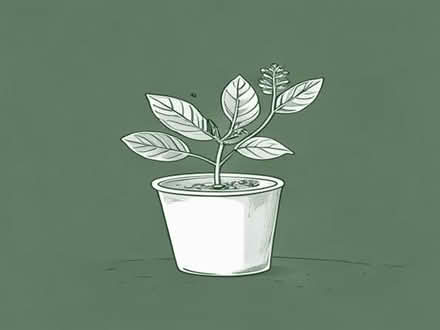 Photo of free plant cuttings (Digmoor WN8) #1