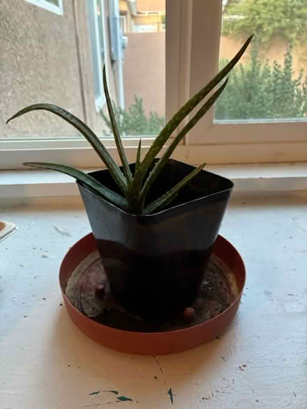 Photo of free Aloe Vera (East Nob Hill) #1