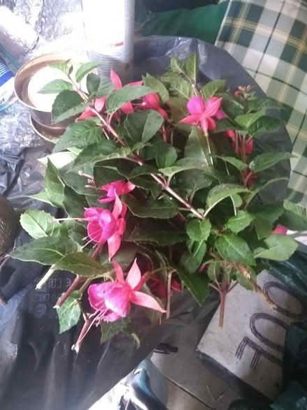Photo of free Fuscia cuttings.... 3rd bunch (Wallasey CH44) #1