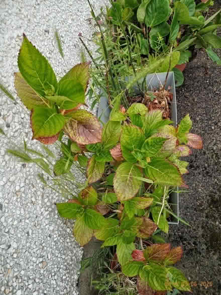 Photo of free Plants, shrubs, flowers and various pots (Ballypollard BT40) #2
