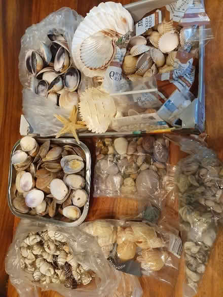 Photo of free Craft bits - shells, broken china (for mosaics), glass paint (Hungerford RG17) #1