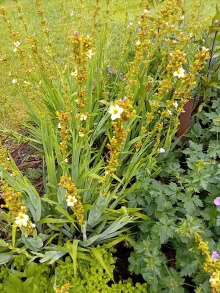 Photo of free Pale yellow eyed grass plant (Liss GU33) #1