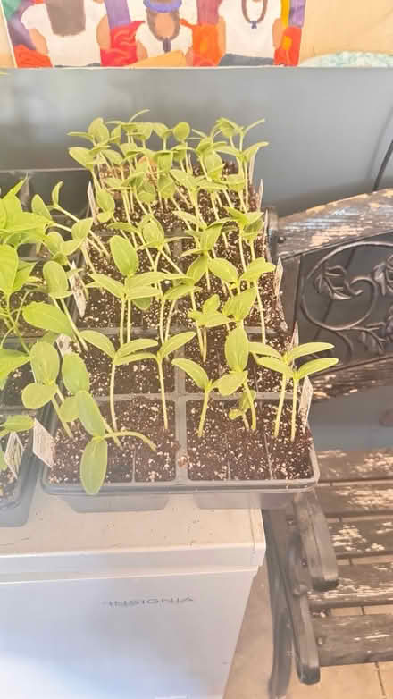 Photo of free Vegetable plants (Ypsilanti Township) #1
