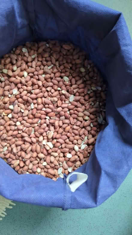 Photo of free Bird peanuts (Starcross EX6) #1