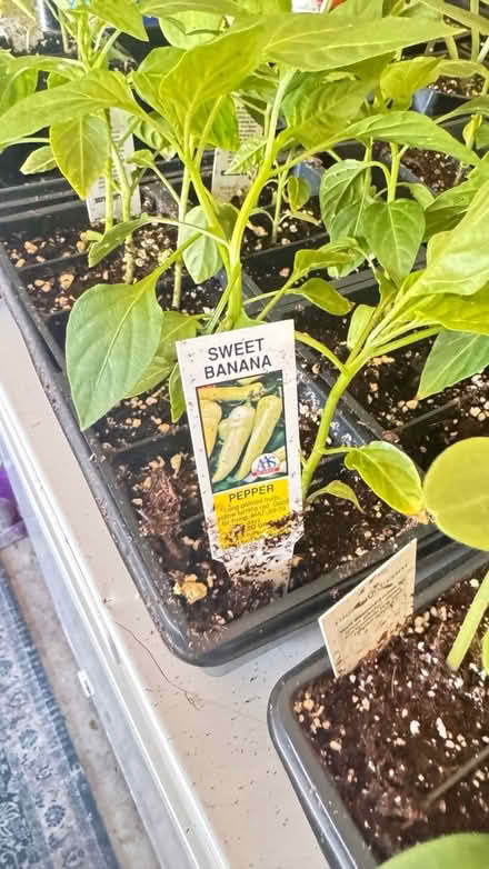 Photo of free Vegetable plants (Ypsilanti Township) #4