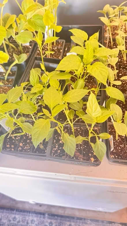 Photo of free Vegetable plants (Ypsilanti Township) #3