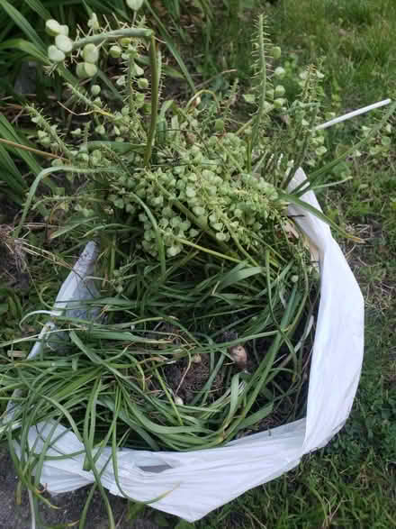Photo of free Hyanth plants (Downtown Bartlett) #2