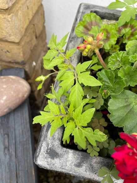 Photo of free Tomato plants maybe 4 (Welling DA16) #1