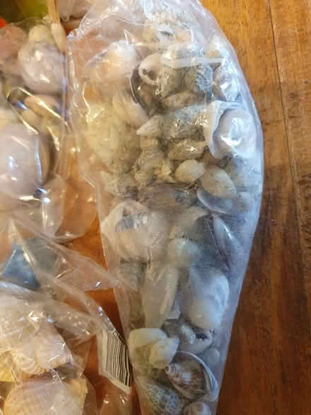 Photo of free Craft bits - shells, broken china (for mosaics), glass paint (Hungerford RG17) #3