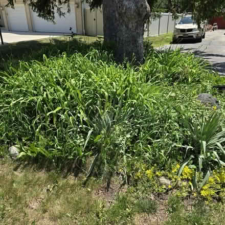 Photo of free Tiger Lillies (DesPlaines) #2