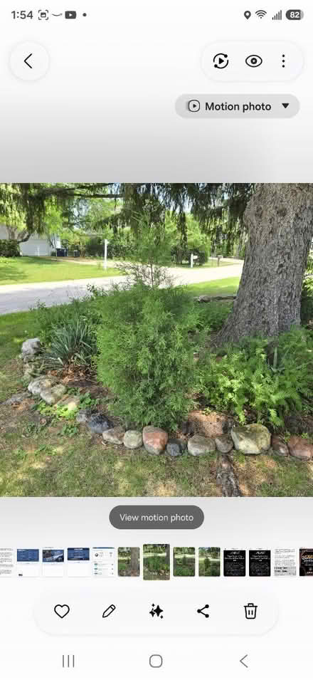 Photo of free Pine trees (2) young 4'& 6' (DesPlaines) #1
