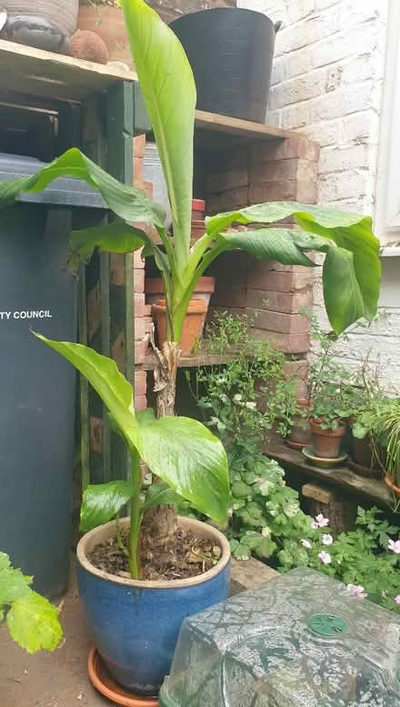 Photo of free Banana Tree (Saint Leonards Ward EX2) #1