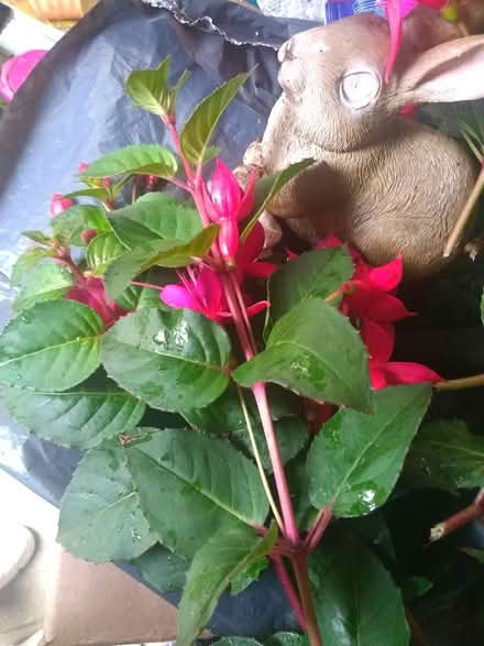 Photo of free more fuscia cuttings (Wallasey CH44) #1