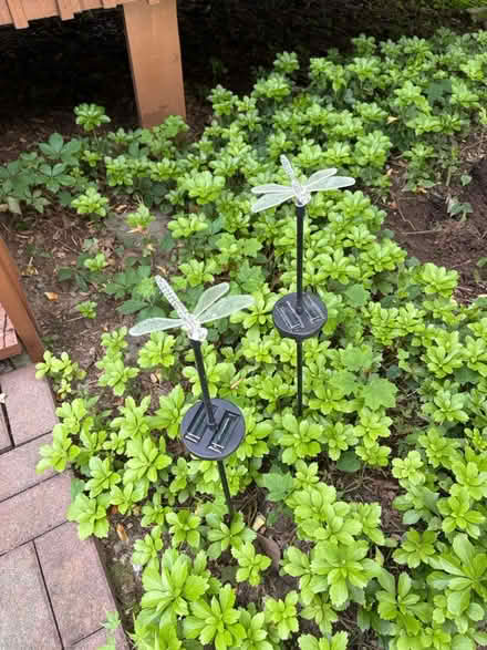 Photo of free Dragonfly solar lights (Croton-on-Hudson) #1
