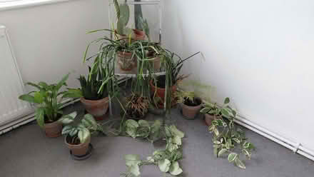 Photo of free Plants (Putney SW15) #1