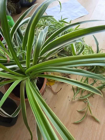 Photo of free Spider plants (Stockwood LU1) #4